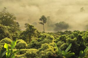 Photo Tropical forest