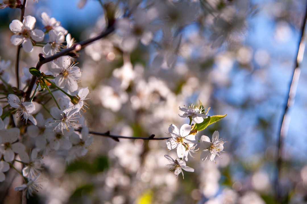 Photo Almond tree